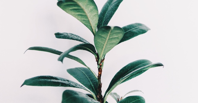 Hot Stone Massage in Calgary, Alberta — Relax and Rejuvenate at Arcadian Massage