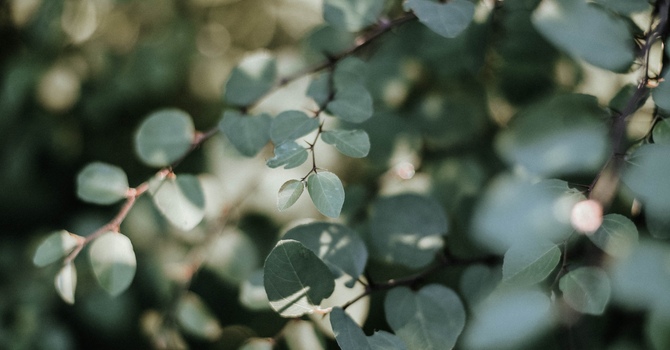 Hot Stone Massage in Calgary, Alberta — Relax and Rejuvenate at Arcadian Massage